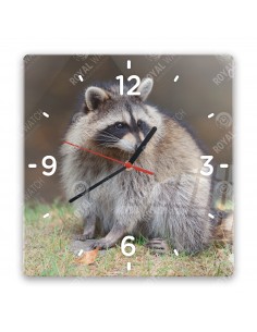 Waschbär