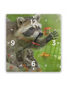 Waschbär