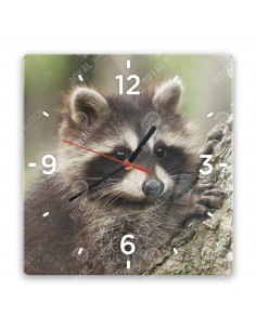 Waschbär