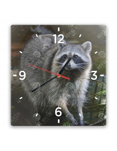 Waschbär