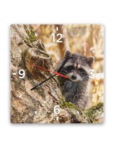 Waschbär