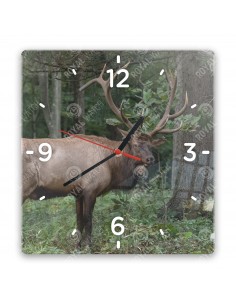 Wapiti