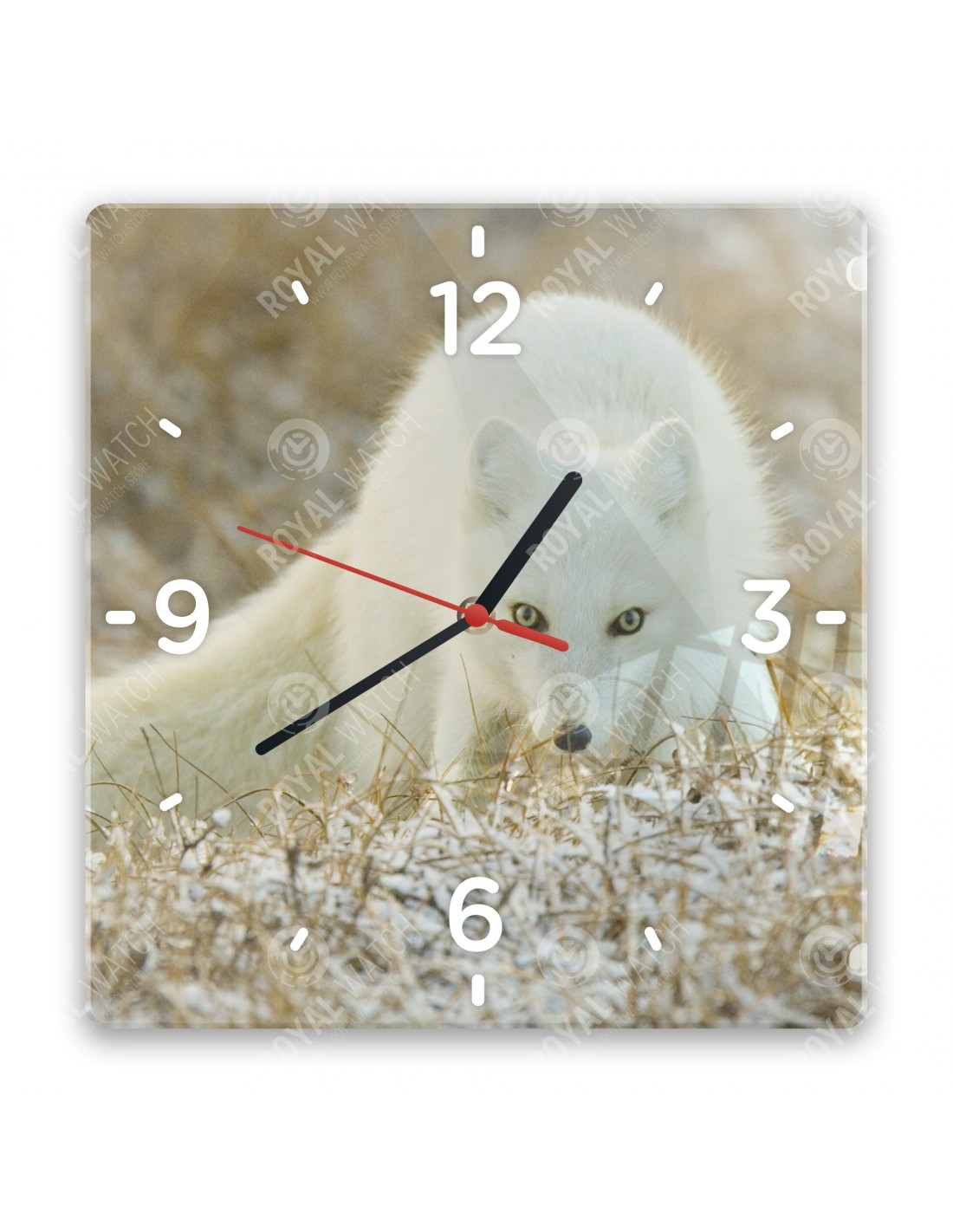 Polarfuchs