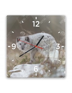 Polarfuchs