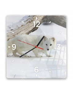 Polarfuchs