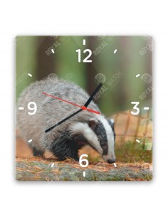 European badger