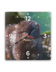 American mink