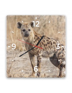 Hyena skvrnitá