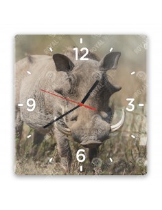 Prase bradavičnaté