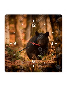 American black bear