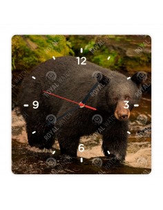 American black bear
