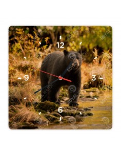 American black bear