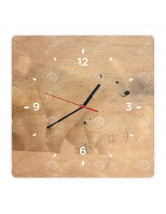 Niedźwiedź polarny