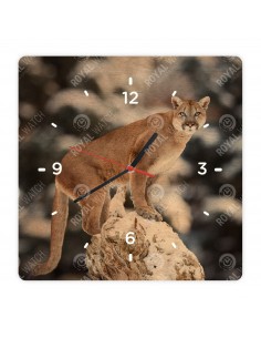 Puma americká