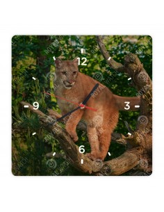 Puma americká