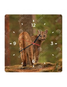 Puma płowa