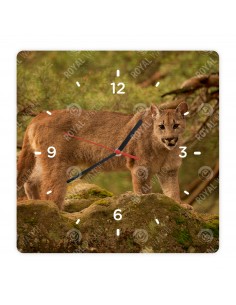 Puma