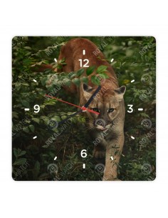 Puma americká
