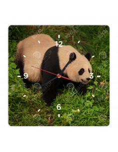 Panda wielka