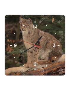 Canada lynx