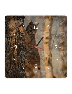 Canada lynx