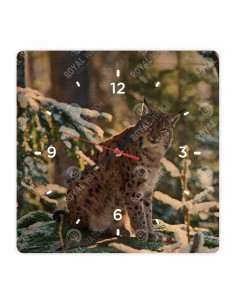 Canada lynx