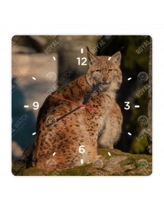 Canada lynx