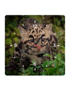 Leopard obláčikový