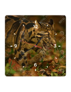 Leopard obláčikový