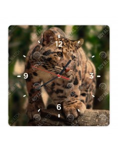 Leopard obláčikový
