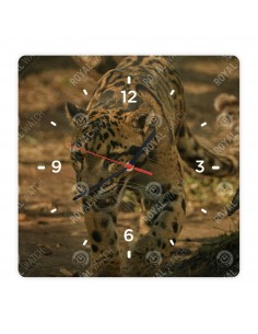 Leopard obláčikový