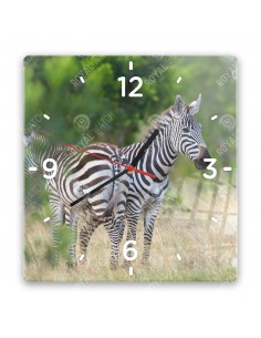 Zebra stepní