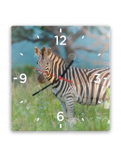 Zebra stepní