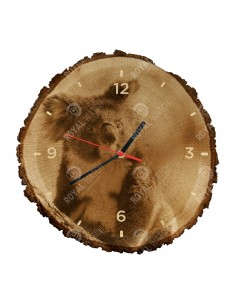 Koala australijski