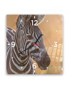 Zebra stepowa