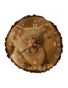 Koala australijski