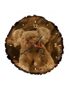 Koala australijski