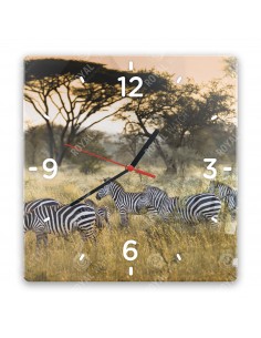 Zebra stepní