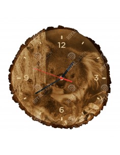 Koala australijski