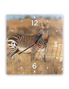 Zebra stepowa
