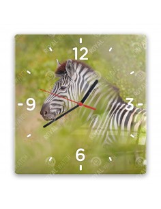 Zebra stepní