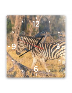 Zebra stepní