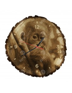 Orang-Utans