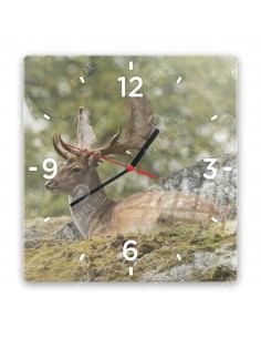 Damhirsch