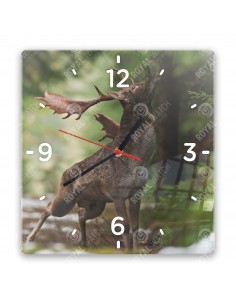Fallow Deer