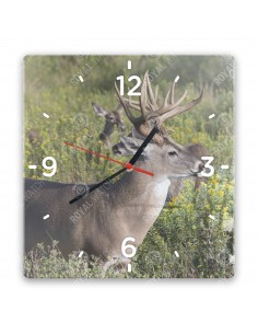 Jeleník bielochvostý