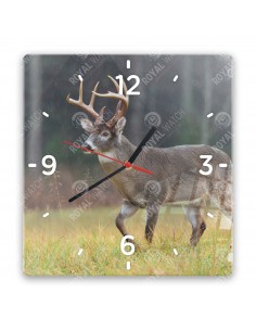 Jeleník bielochvostý