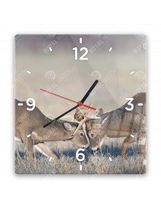 Jeleník bielochvostý