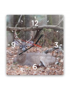 Jeleník bielochvostý