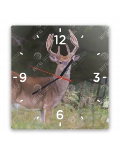 Jeleník bielochvostý